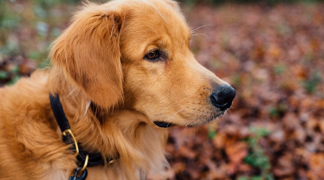 Photo Golden Retriever