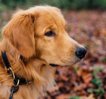 Photo Golden Retriever