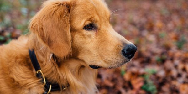 Photo Golden Retriever